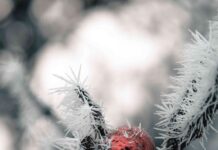 Man, 96, who survived four Nazi concentration camps killed during Russian attack