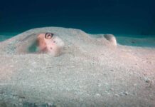 Baby Neonate (newly-hatched) deepwater ghost shark discovered off South Island
